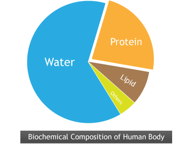 human_composition
