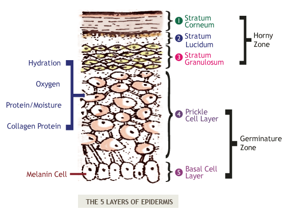 Five layers of Epidermis