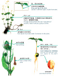Herbaceous 草本植物