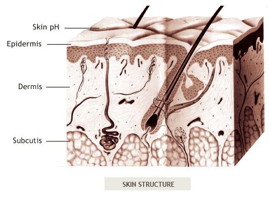 Skim <br />
Structure